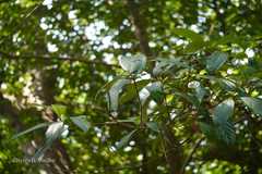 Litsea stocksii